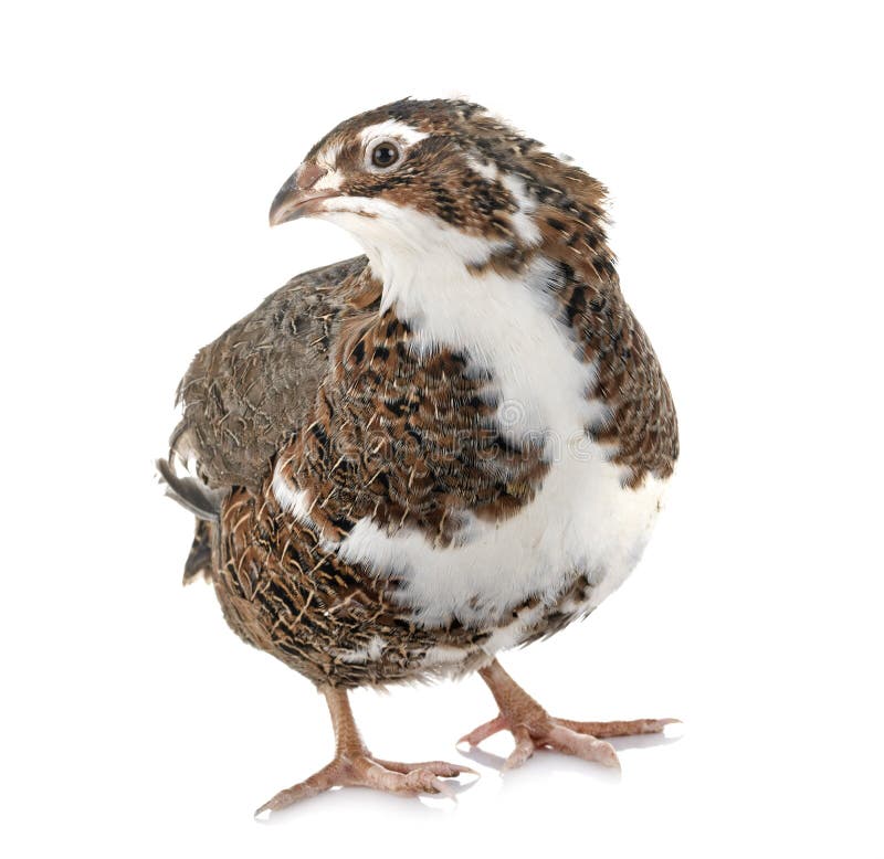 Japanese quail in studio stock image. Image of farm 135977219