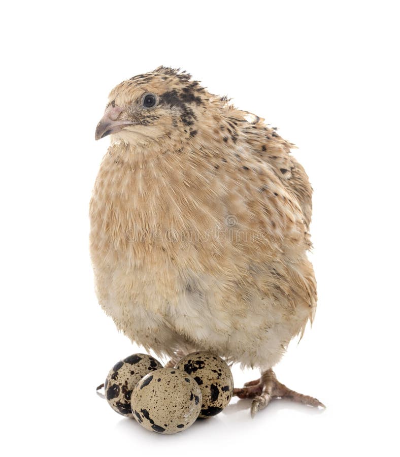 Japanese Quail, Also Known As Coturnix Quail Stock Photo Image of furry, studio 22844158
