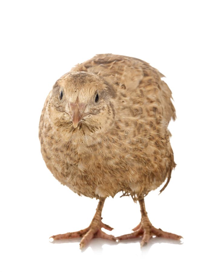 Male Female Japanese Quail Stock Photos Free & RoyaltyFree Stock Photos from Dreamstime