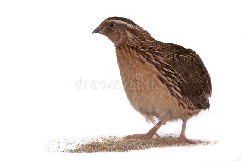 Japanese quail