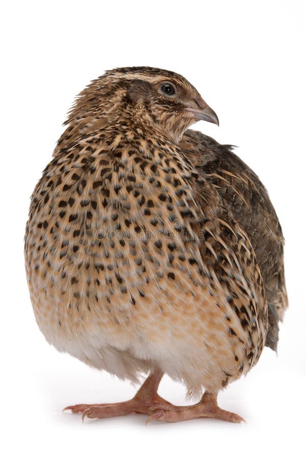 Japanese quail