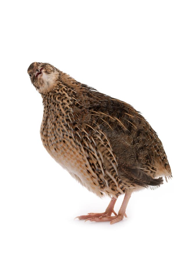 Japanese quail