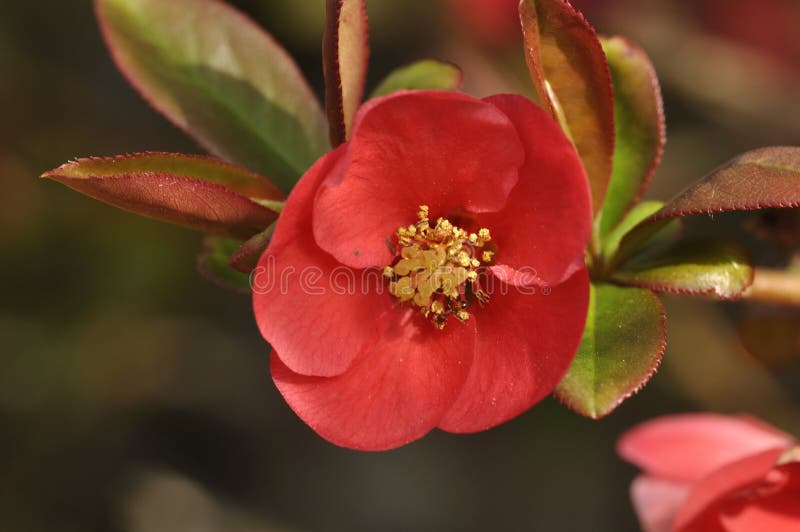 Japanese Quince in Bloom in a Garden Stock Photo Image of tree