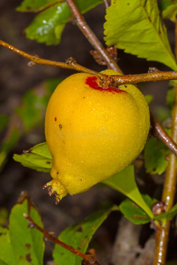 Japanese quince fruit stock image. Image of food, freshness 85401235