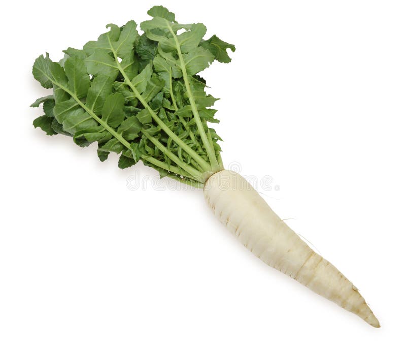 Japanese Radish with Leaf in a White Background Stock Image Image of