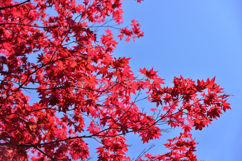 Japanese red maple leaf