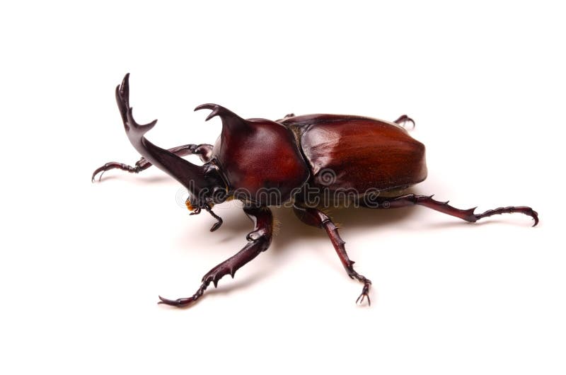 Japanese rhinoceros beetle royalty free stock photo