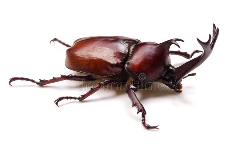 Japanese rhinoceros beetle royalty free stock image