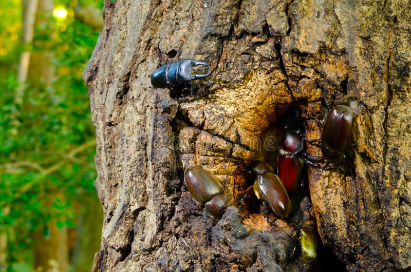 Japanese rhinoceros beetle and stag beetle royalty free stock photo