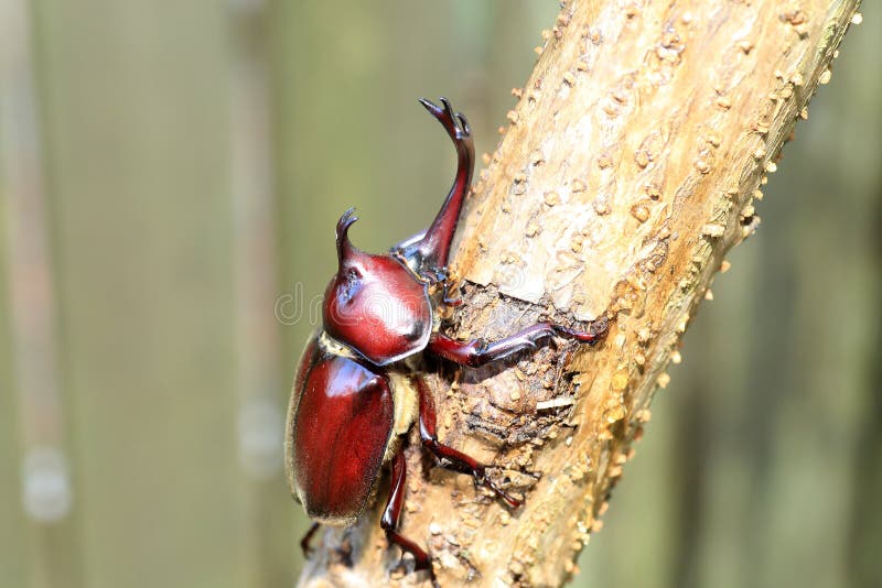 japanese rhinoceros beetle japanese rhinoceros beetle