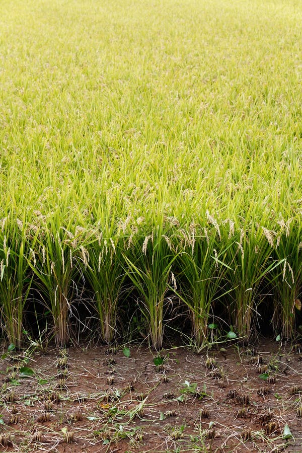 Japanese rice field