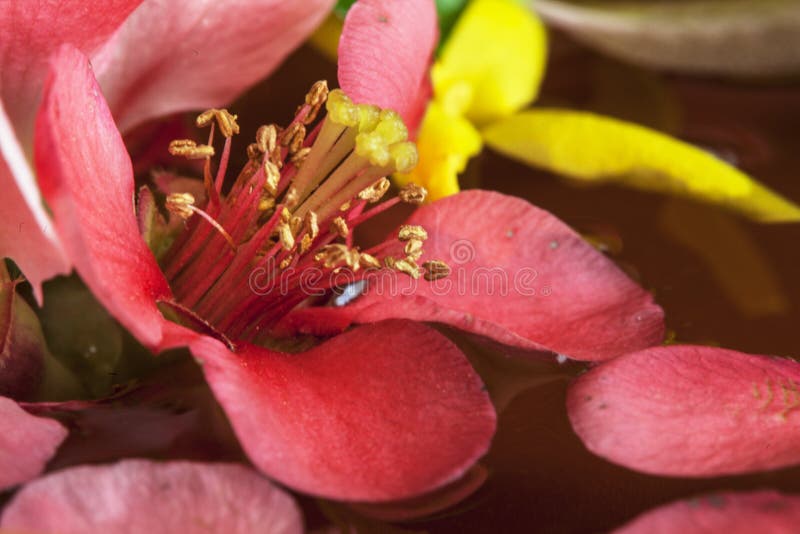 Japanese rose flower. stock image. Image of flora, yellow 178512861