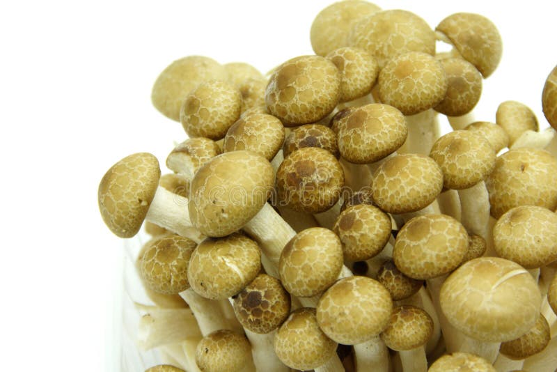 Japanese Shimeji Mushroom on White Background Stock Photo Image of