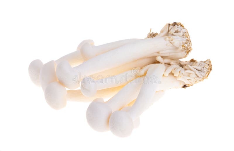 Japanese Shimeji Mushrooms Isolated Stock Photo Image of isolated