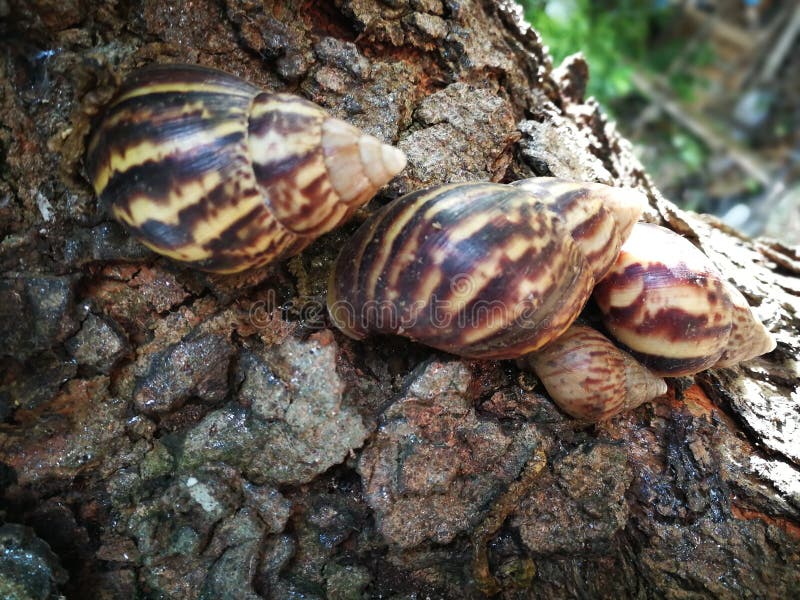 Big Japanese Sea Snails As Street Food in Osaka Stock Photo Image of