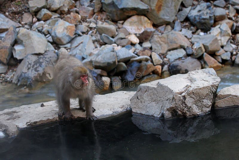 Japanese snow monkey Macaca Fuscata by water pool stock images Japanese snow monkey Macaca Fuscata by water pool stock images