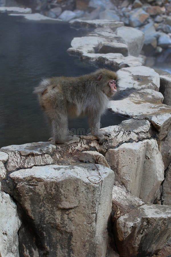 Japanese snow monkey Macaca Fuscata by water pool royalty free stock photography Japanese snow monkey Macaca Fuscata by water pool royalty free stock photography