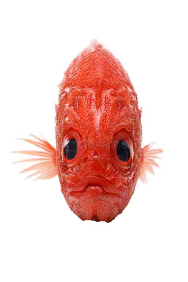 Japanese soldierfish, front view stock photo