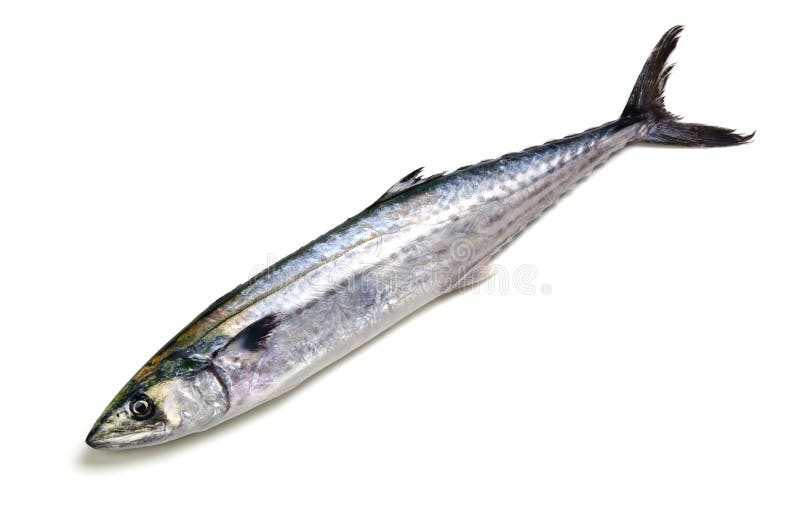 Japanese spanish mackerel royalty free stock photos