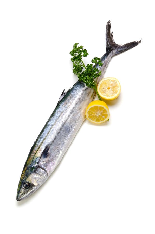 Japanese spanish mackerel stock photo. Image of mackerel 25042214
