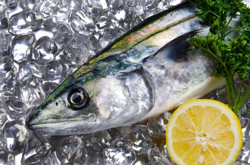 Japanese spanish mackerel stock photo. Image of food 25042258