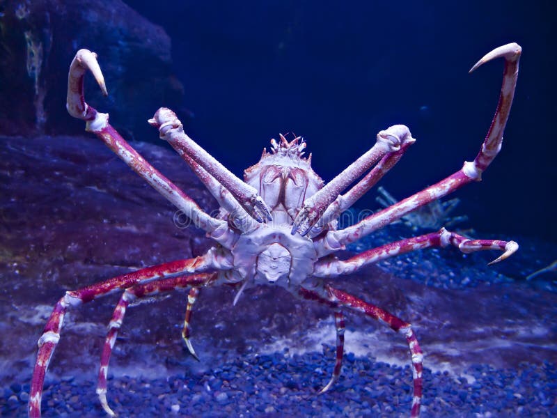 Japanese spider crab