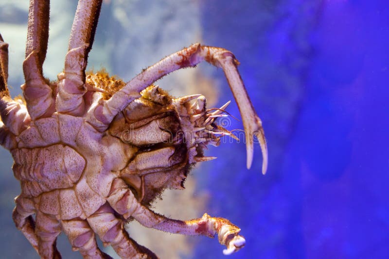 Japanese Spider Crab stock photo. Image of ocean, water 21077582