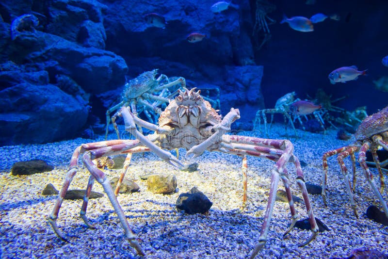 Japanese spider crab