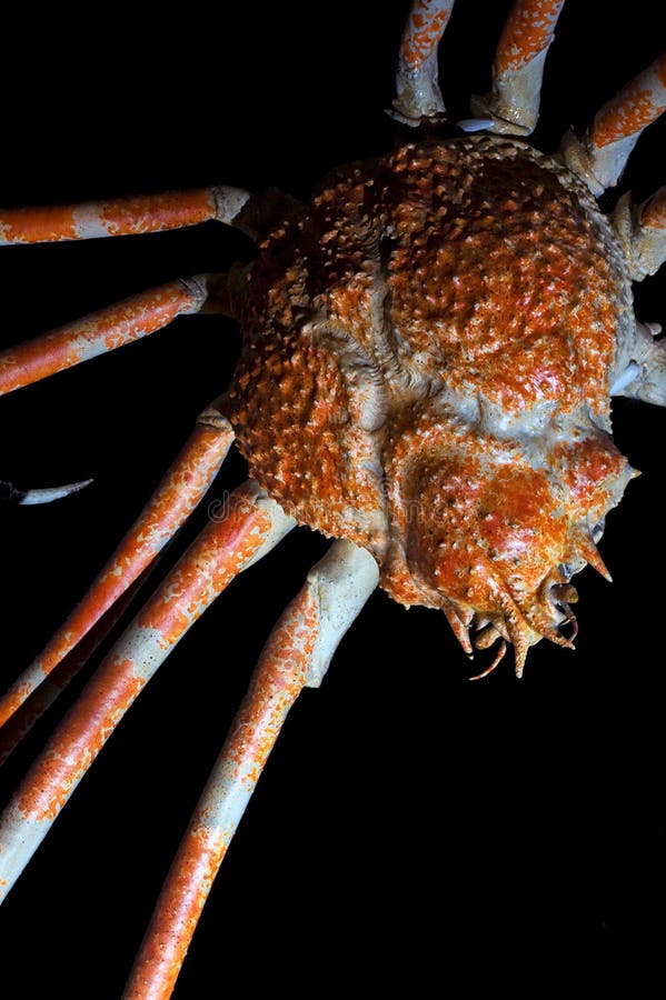 Japanese Spider Crab isolated on black