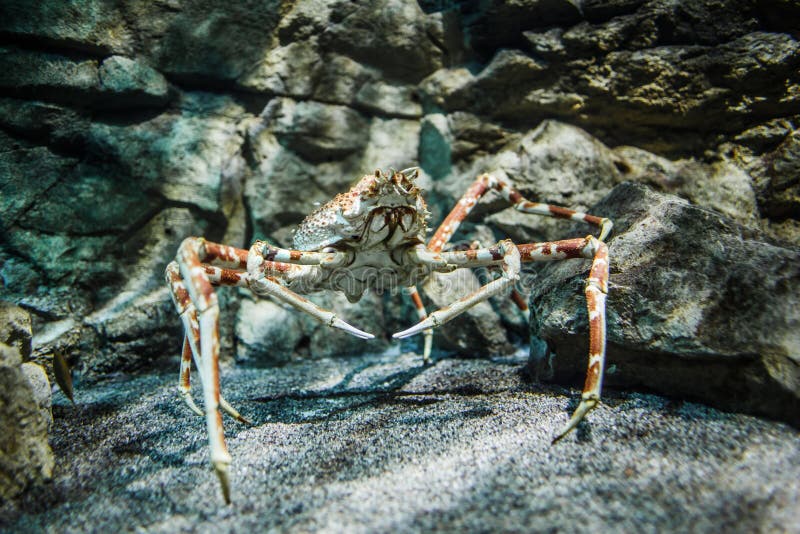 460 Japanese Spider Crab Photos Free Royalty Free Stock Photos From Dreamstime