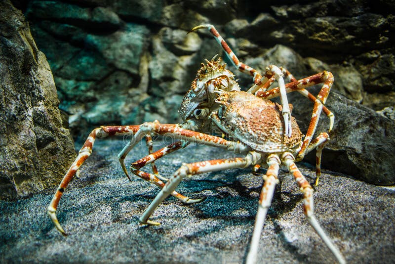 460 Japanese Spider Crab Photos Free Royalty Free Stock Photos From Dreamstime 460 Japanese Spider Crab Photos Free Royalty Free Stock Photos From Dreamstime