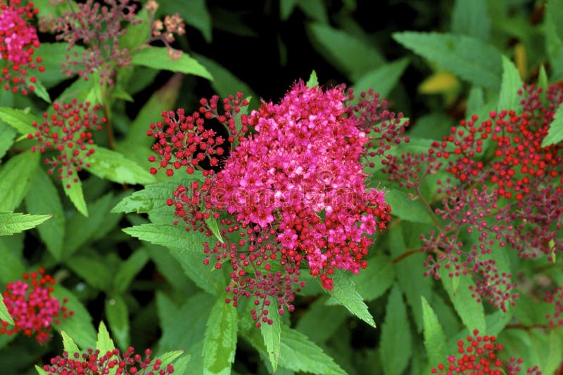 Spirea Anthony Photos Free Royalty Free Stock Photos From Dreamstime