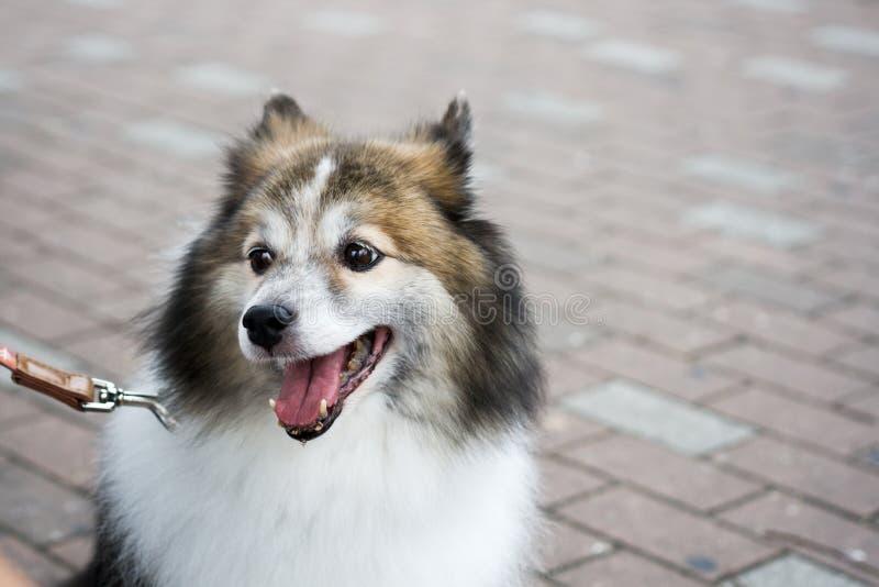 107 Black Japanese Spitz Photos Free Royalty Free Stock Photos From Dreamstime