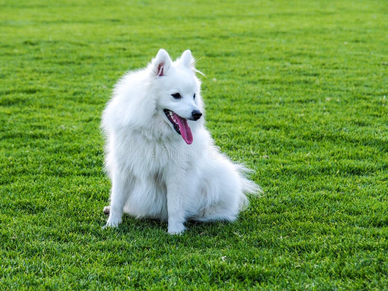 1 144 Japanese Spitz Dog Photos Free Royalty Free Stock Photos From Dreamstime