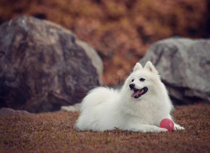 107 Black Japanese Spitz Photos Free Royalty Free Stock Photos From Dreamstime