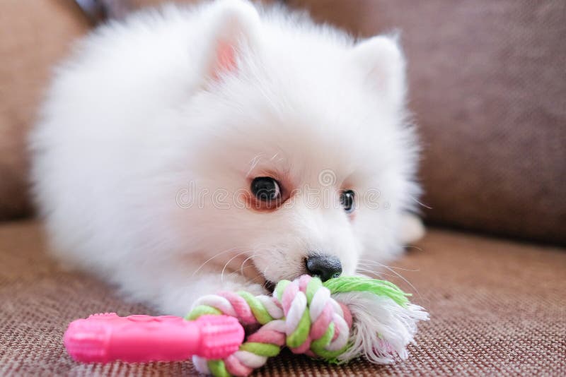 A Japanese Spitz Puppy Lies On A Brown Sofa Dog With White Fur Stock Image Image Of Charming White A Japanese Spitz Puppy Lies On A Brown Sofa Dog With White Fur Stock Image Image Of Charming White