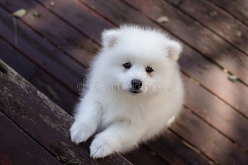 878 Japanese Spitz Puppy Photos Free Royalty Free Stock Photos From Dreamstime