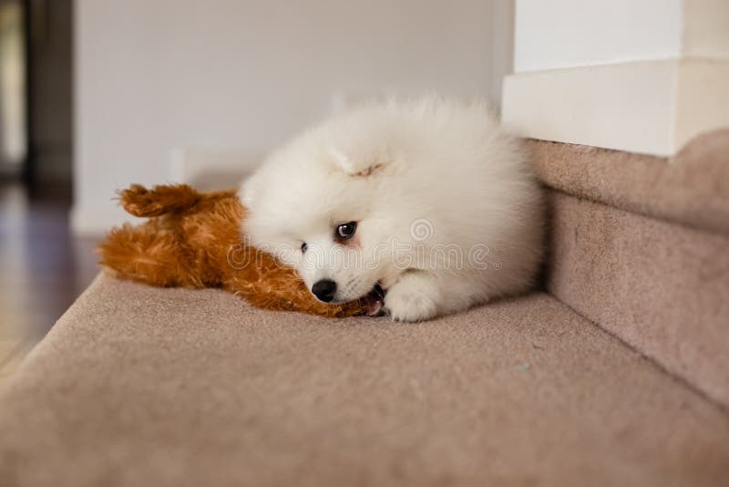 Japanese Spitz Puppy At Home Stock Photo Image Of German Doggy