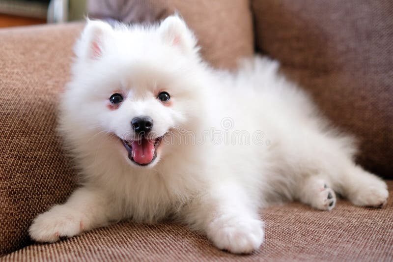 1 137 Japanese Spitz Dog Photos Free Royalty Free Stock Photos From Dreamstime