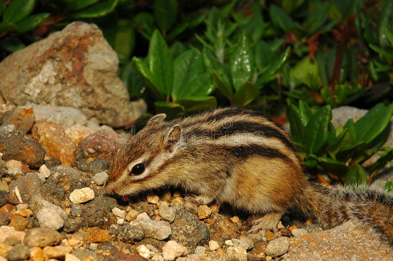 Japanese squirrel