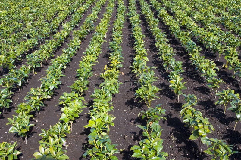 Japanese Star Anise (Illicium Stock Photo Image of shikimi, green