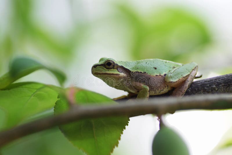 Japanese tree frog stock photo. Image of isolated, background 113694210