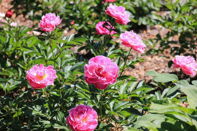 Japanese Tree Peonies in the Garden Stock Image Image of spring