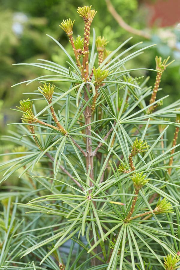 Sciadopitys Verticillata (Japanese Umbrella Pine) Tree Branches. Stock