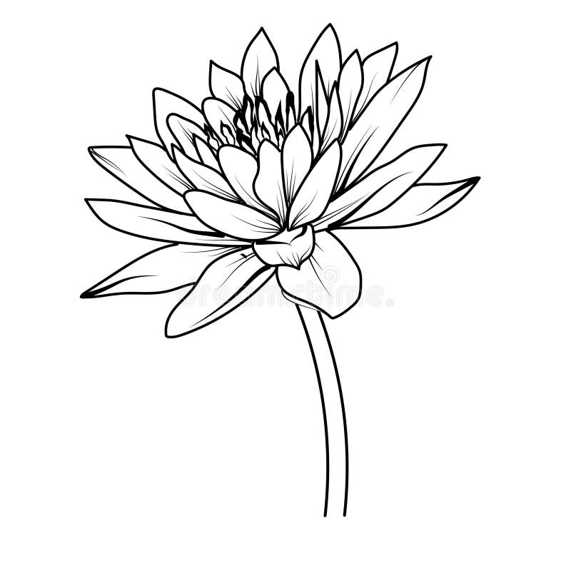 Japanese Water Lily Tattoo Design, July Birth Flower Water Lily Tattoo ...