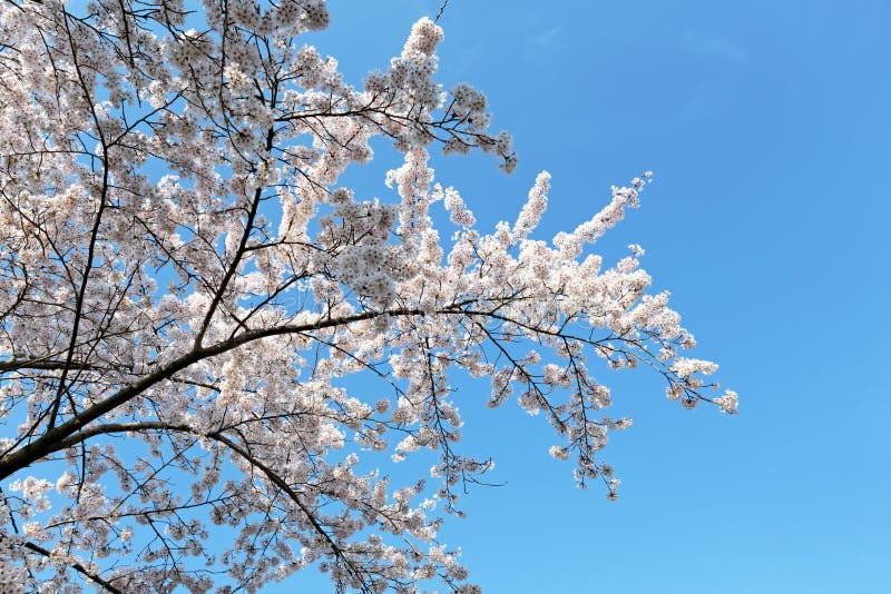 Japanese white cherry blossom in spring stock photos