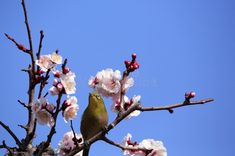 Japanese Whiteeye Bird On Plum Tree Stock Photo Image of osakajapan