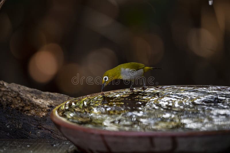 Japanese White eye stock image. Image of bird, migratory 244668625