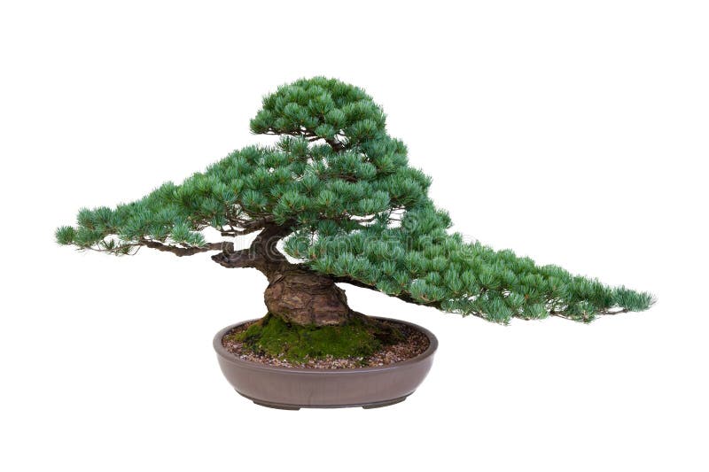 Japanese white pine bonsai tree isolated stock photo