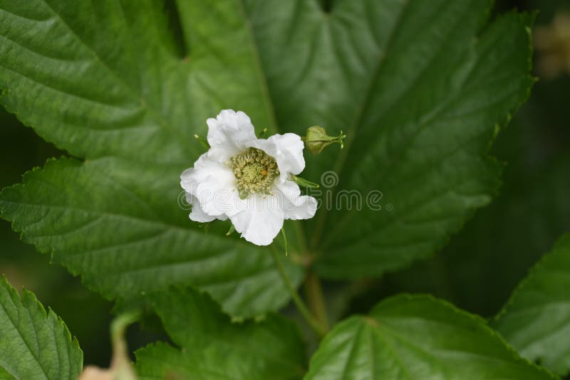 759 Japanese Raspberry Photos Free Royalty Free Stock Photos From Dreamstime